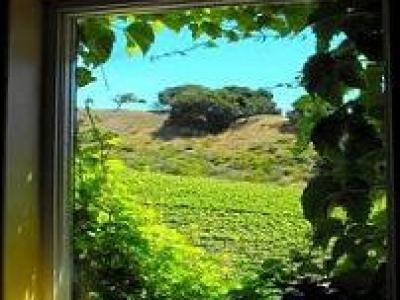 View of Santa Cruz vineyard through window in California